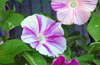 アサガオ（朝顔）栽培