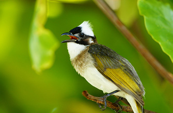 バードウォッチング