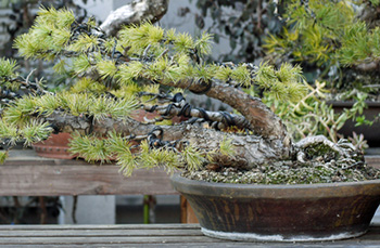 盆栽・ミニ盆栽