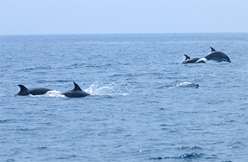 イルカウォッチング