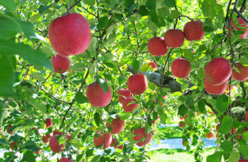 フルーツ（くだもの）狩り