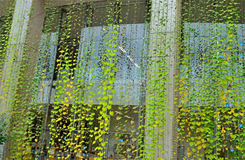 グリーンカーテン