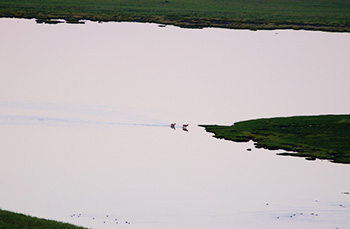 狩猟（ハンティング）