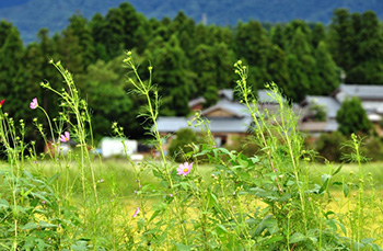 田舎めぐり