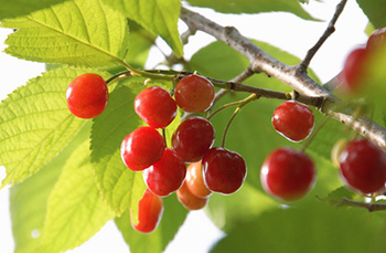 果樹・フルーツ栽培