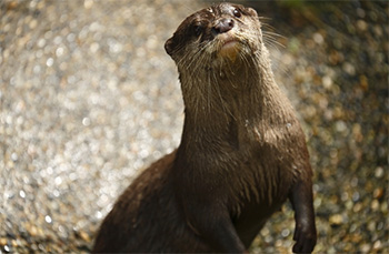 かわうそ・川獺