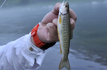 渓流釣り