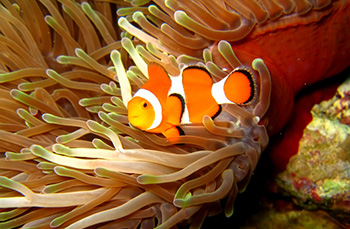 熱帯魚（アクアリウム）