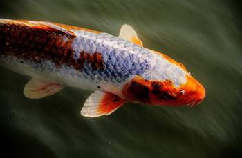 錦鯉（にしきごい）