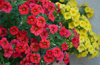 ペチュニア栽培