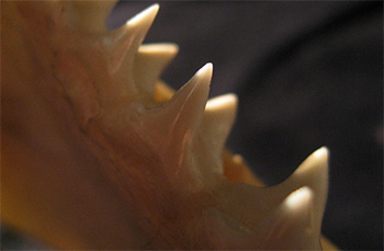 サメの歯研究