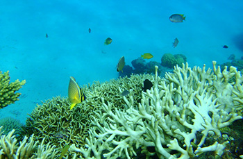 スキューバダイビング