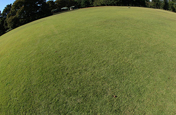 芝生育て・管理