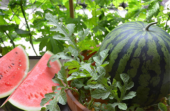 スイカ栽培