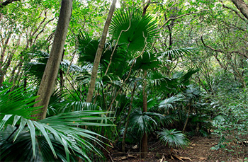 サバイバル生活