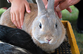 うさぎの飼育